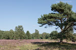 Heide Landschaft