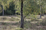 Heide Landschaft