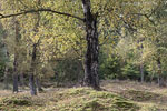 Heide Landschaft
