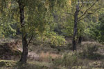 Heide Landschaft