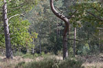 Heide Landschaft