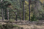Heide Landschaft