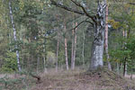 Heide Landschaft
