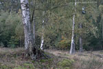 Heide Landschaft