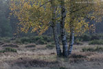 Heide Landschaft