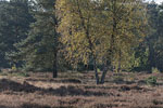 Heide Landschaft