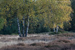 Heide Landschaft
