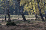 Heide Landschaft