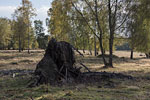 Heide Landschaft