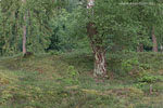 Heide Landschaft