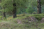 Heide Landschaft
