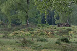Heide Landschaft