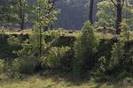 Heide Landschaft