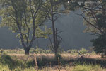 Heide Landschaft