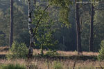 Heide Landschaft