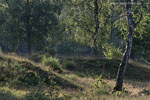 Heide Landschaft