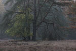 Heide Landschaft
