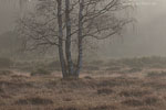 Heide Landschaft