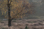 Heide Landschaft