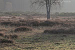Heide Landschaft
