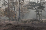 Heide Landschaft