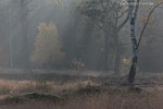 Heide Landschaft