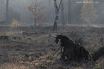Heide Landschaft