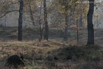 Heide Landschaft