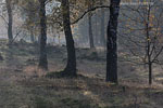 Heide Landschaft