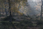 Heide Landschaft
