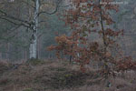 Heide Landschaft