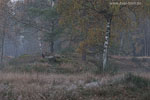 Heide Landschaft