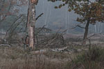 Heide Landschaft