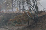 Heide Landschaft