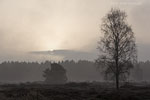 Heide Landschaft