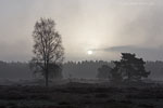 Heide Landschaft