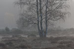 Heide Landschaft