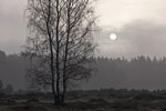 Heide Landschaft