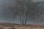 Heide Landschaft