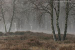 Heide Landschaft