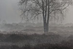 Heide Landschaft