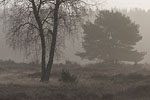 Heide Landschaft