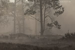 Heide Landschaft