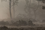 Heide Landschaft
