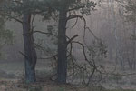 Heide Landschaft