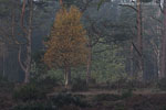 Heide Landschaft