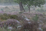 Heide Landschaft