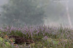 Heide Landschaft