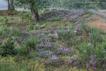 Heide Landschaft
