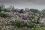 Heide Landschaft